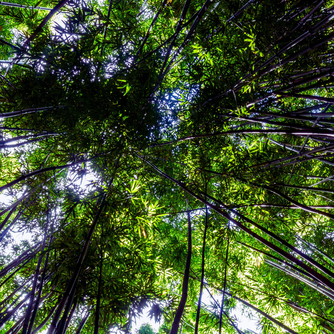 Copie de Copie de Copie de Copie de Copie de Copie de Sans titre.png