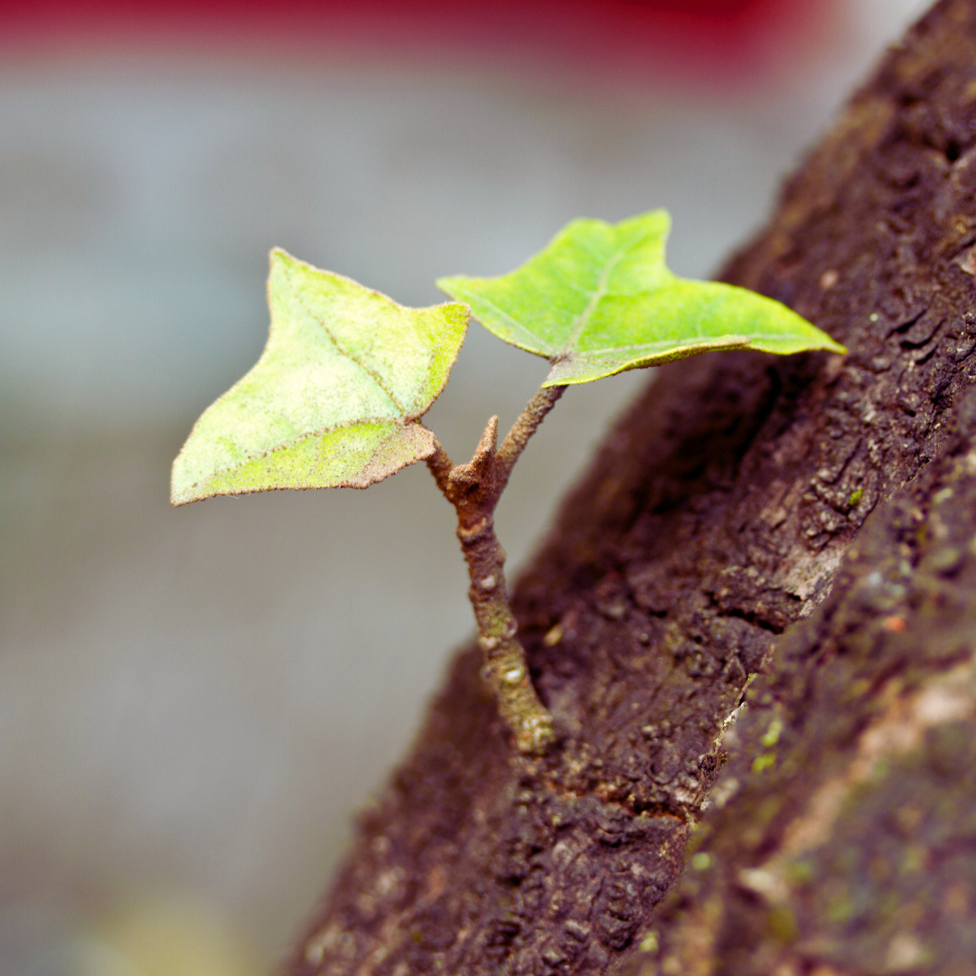 Copie de Copie de Copie de Copie de Sans titre (2).png