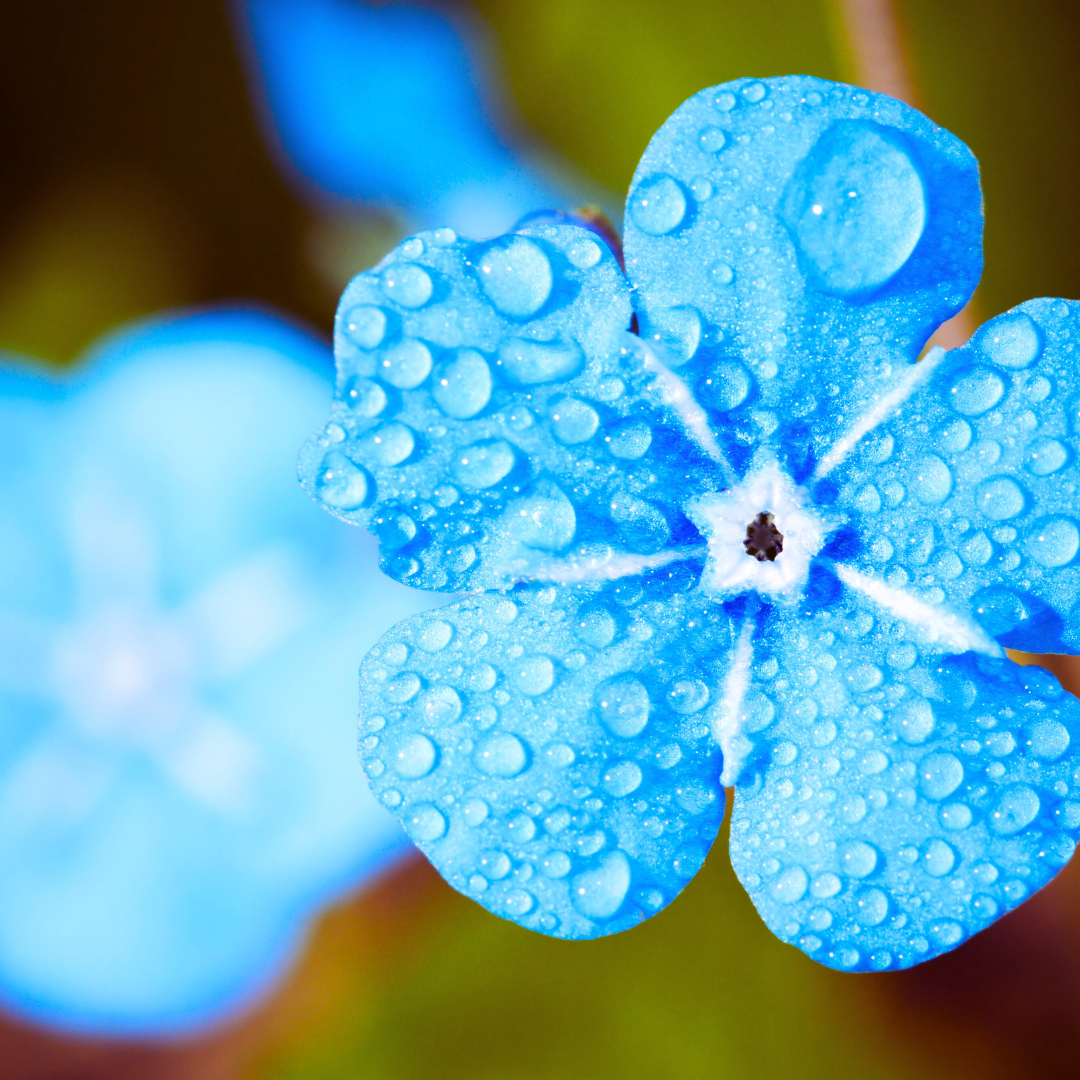 Copie de Copie de Copie de Copie de Copie de Sans titre (1).png