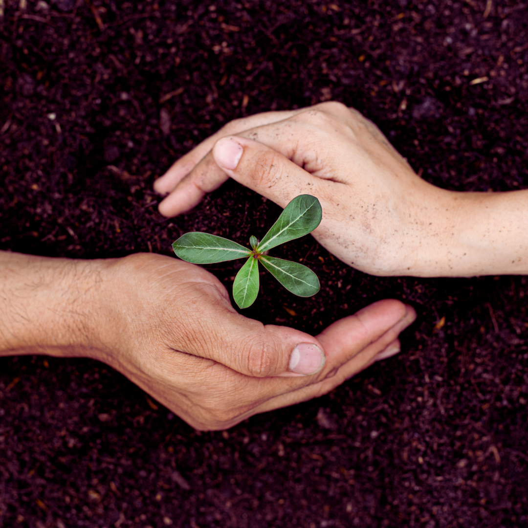 image site web (3).png