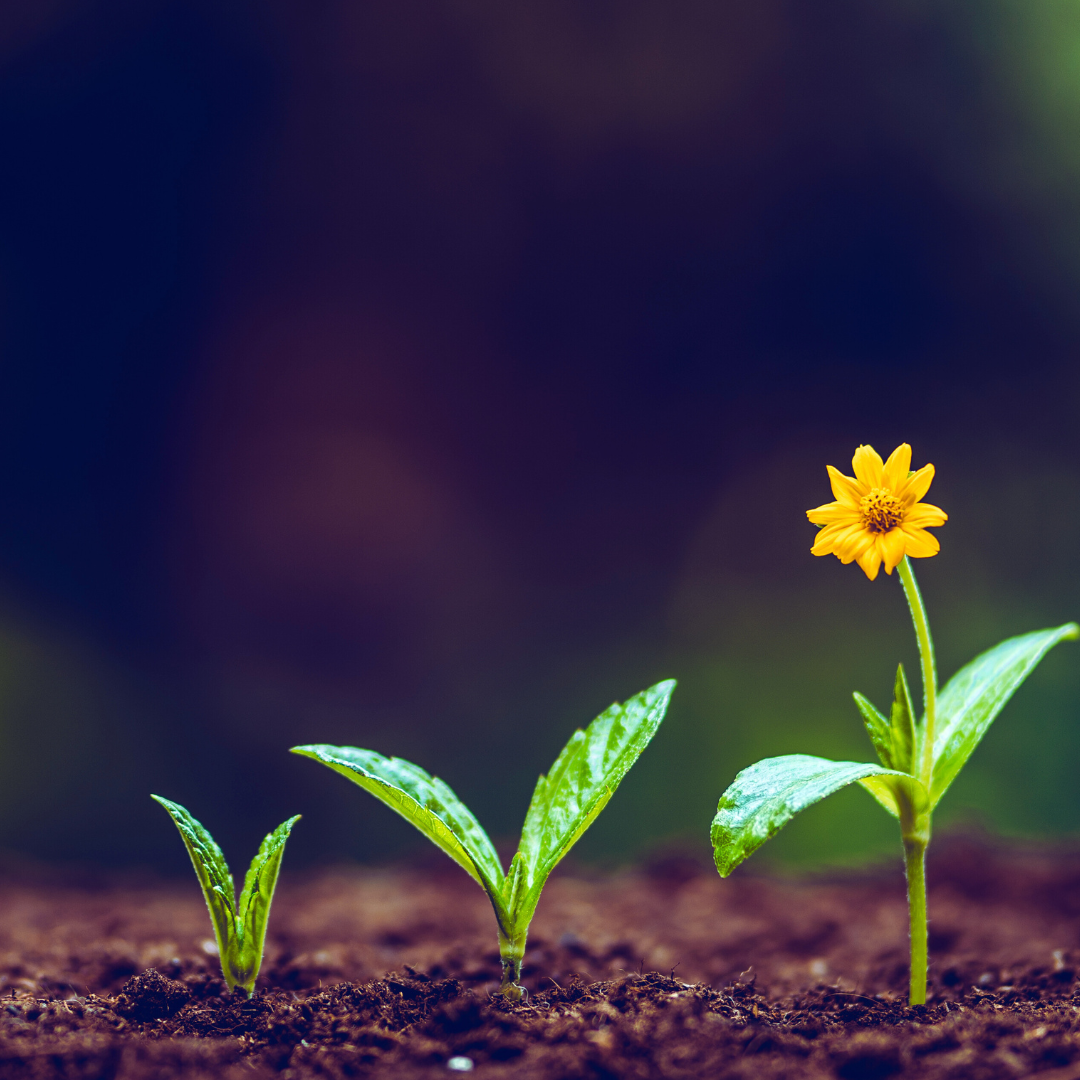 image site web (4).png